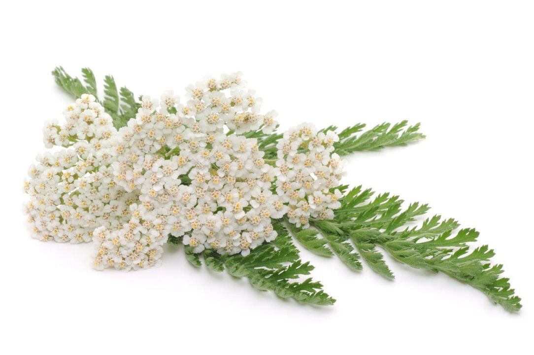 yarrow - composition of Proctonic cream